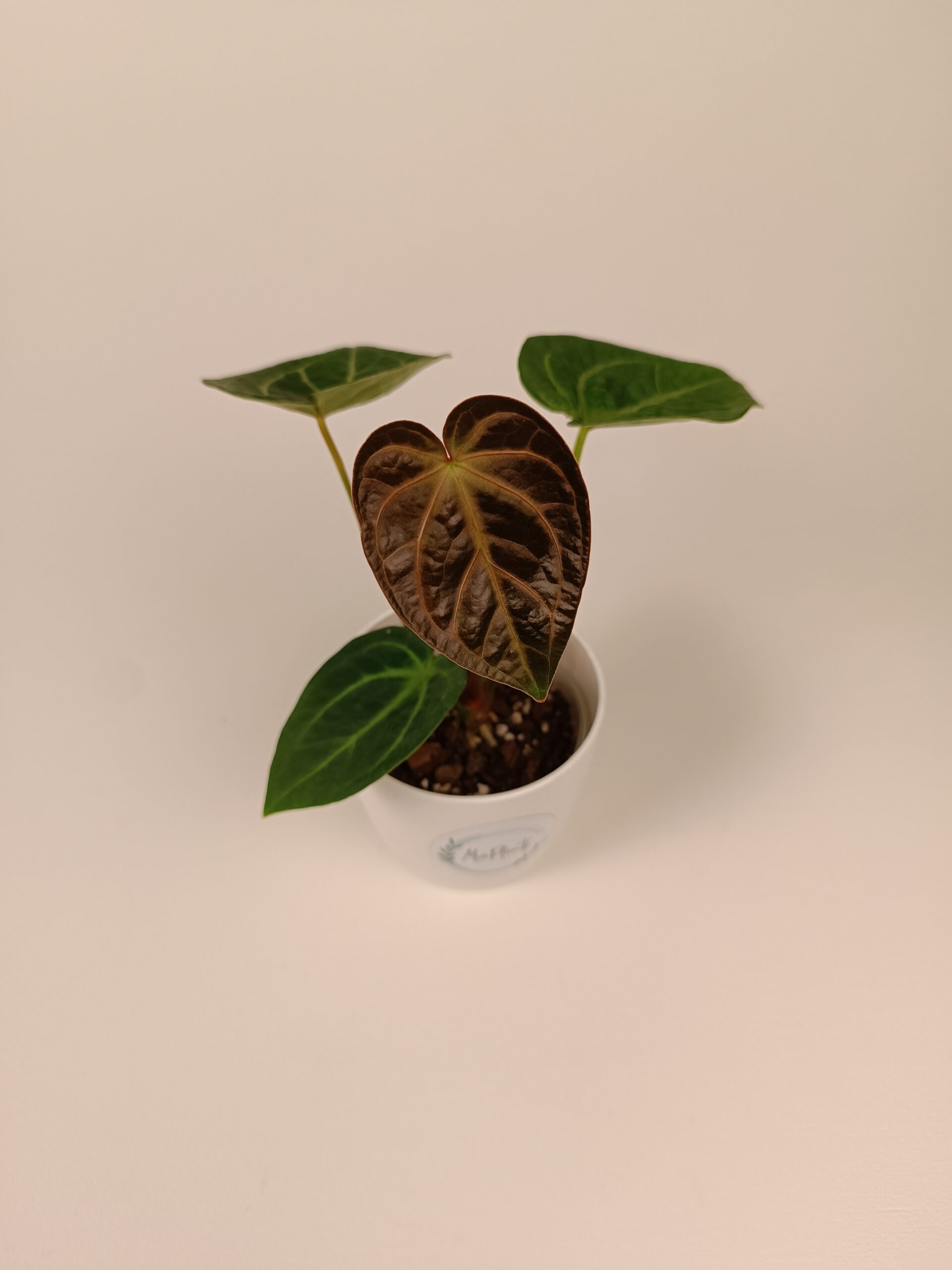 Anthurium magnificum
