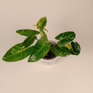 Filodendron Burle Marxii variegata