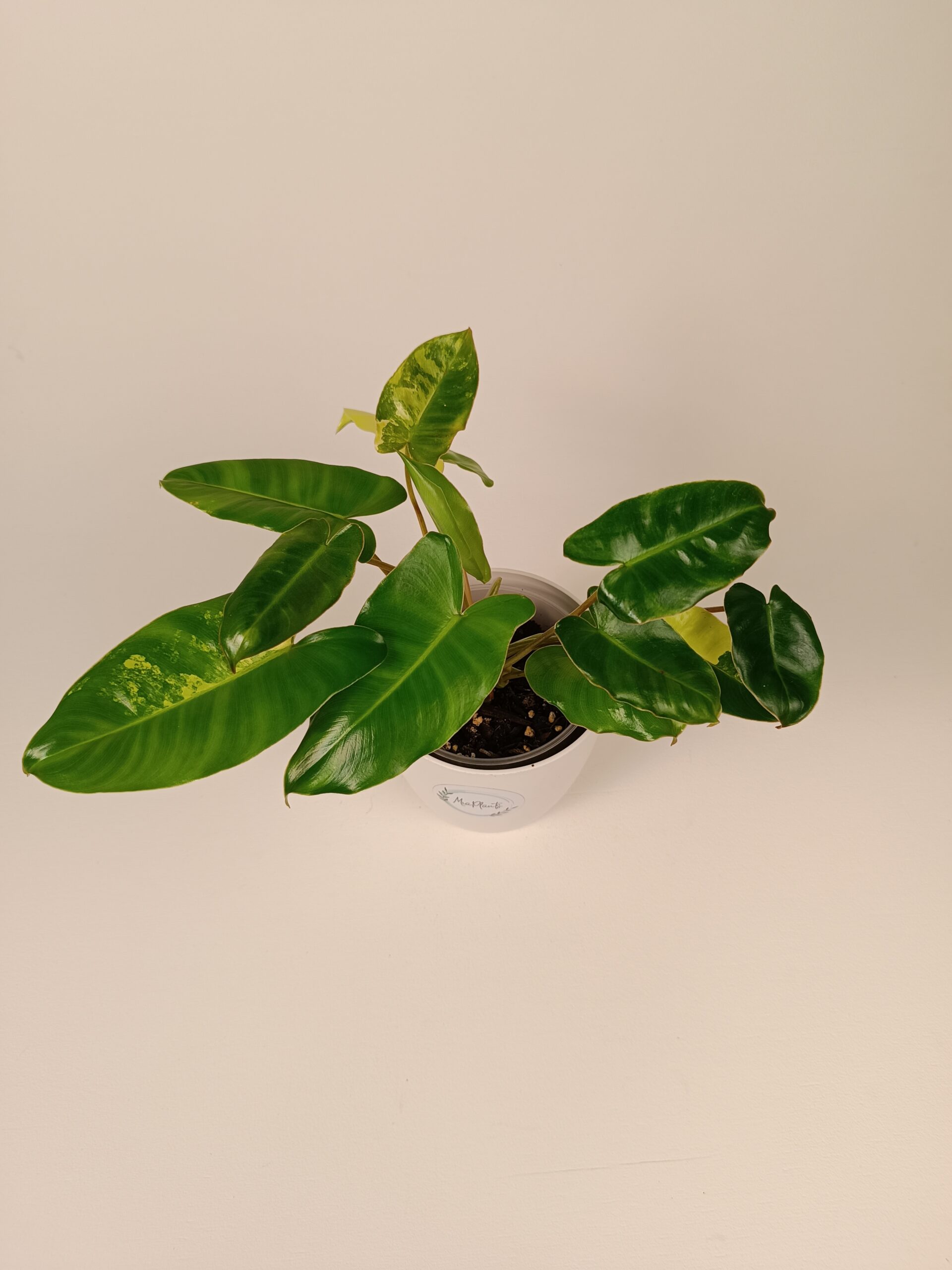 Filodendron Burle Marxii variegata