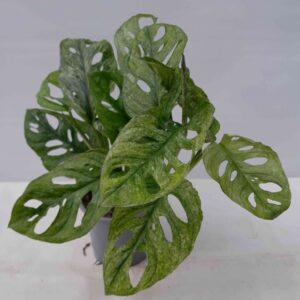 Monstera adansonii mint