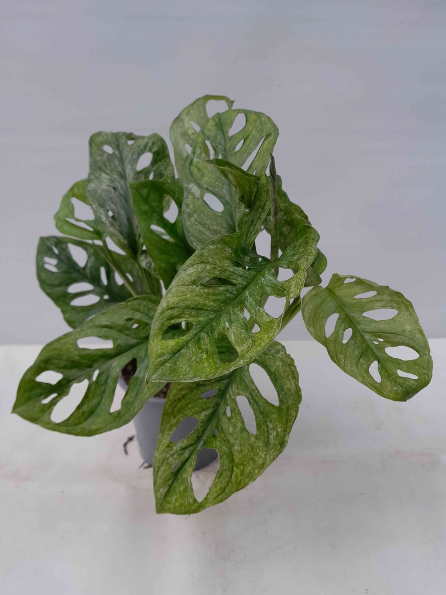 Monstera adansonii mint