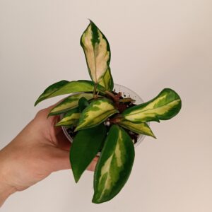 Hoya carnosa 'Tricolor'