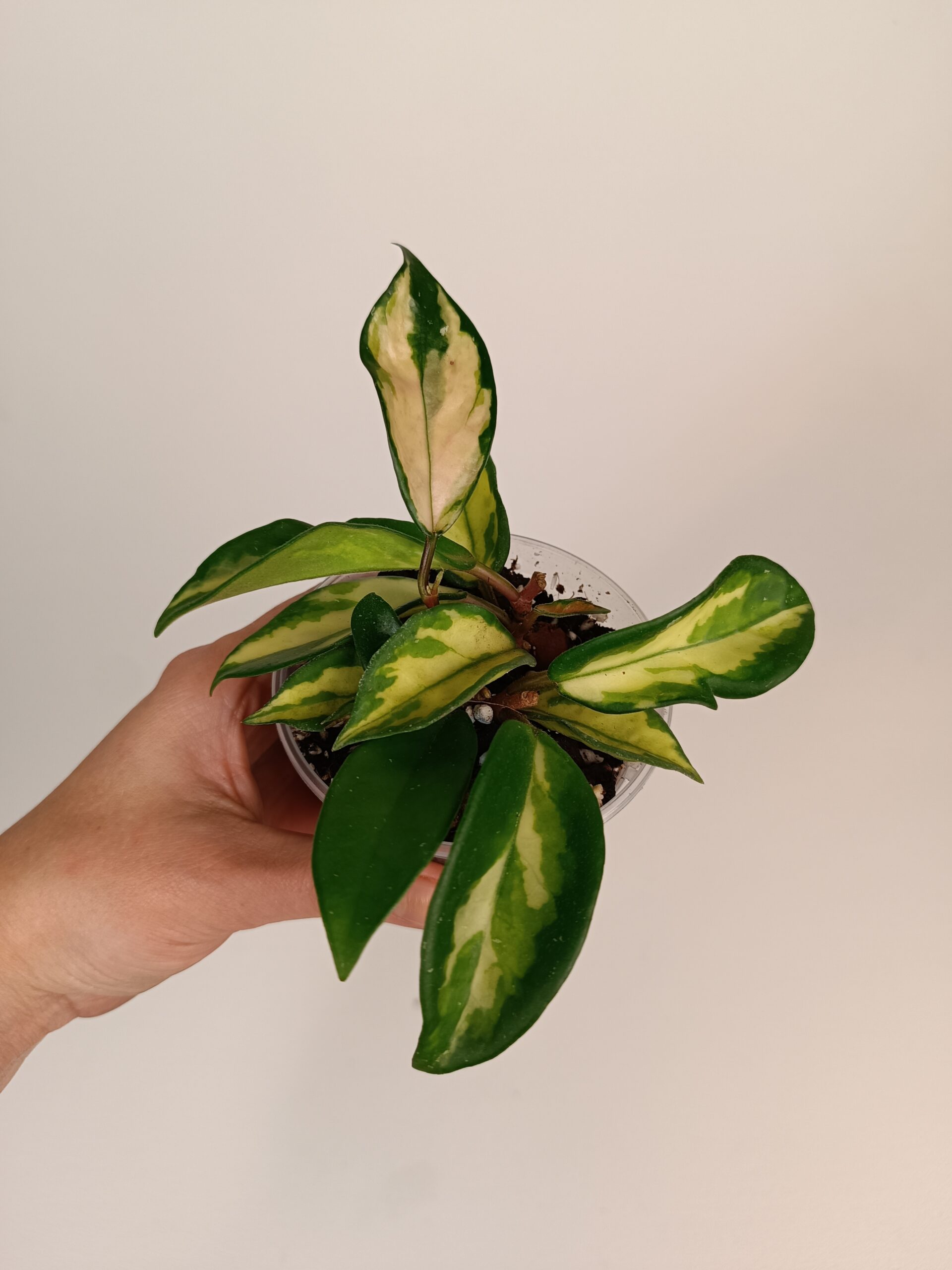 Hoya carnosa 'Tricolor'