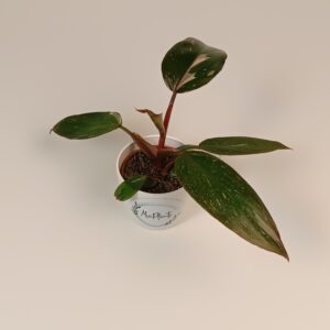 Filodendron 'Pink Princess'