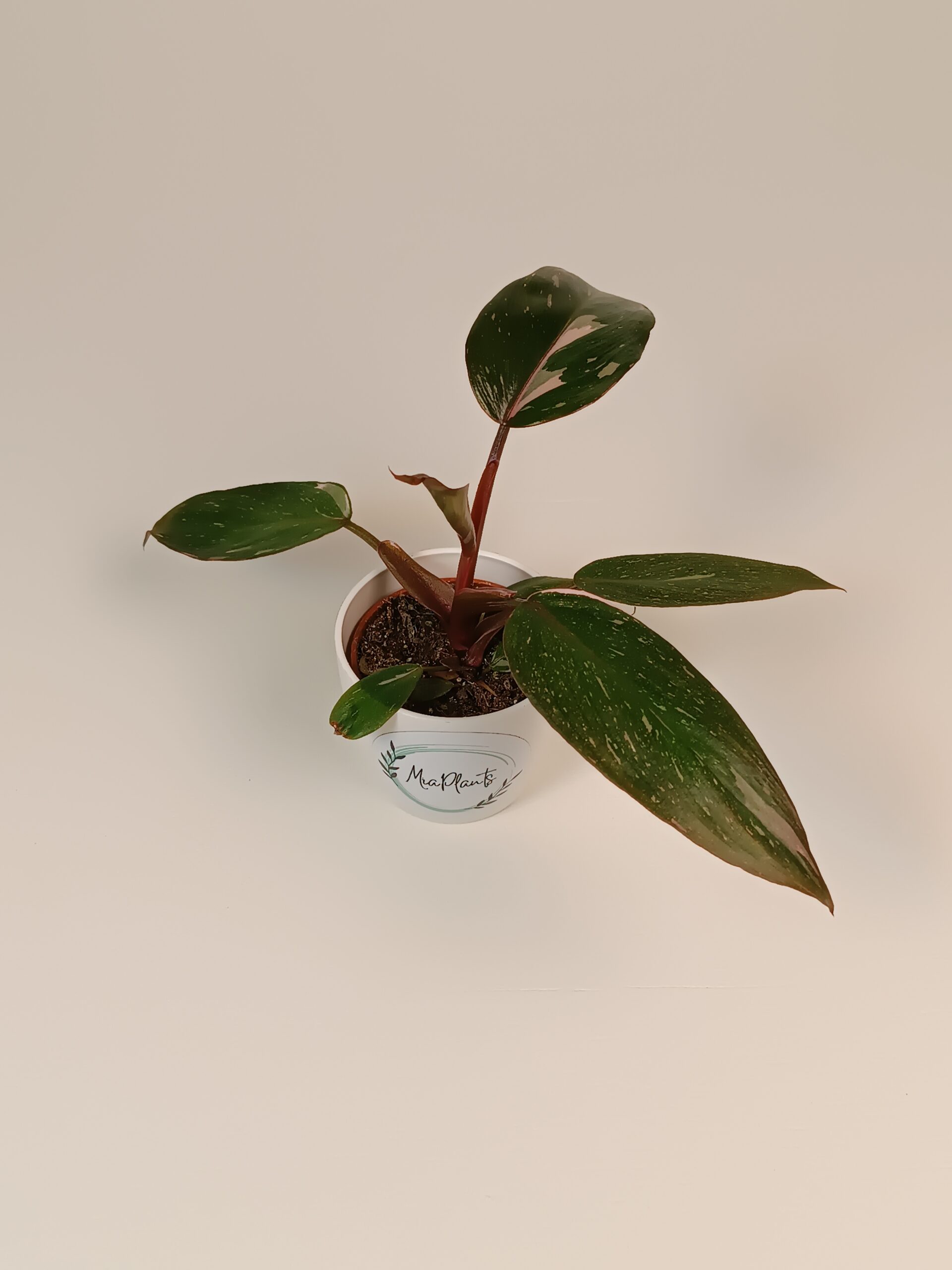 Filodendron 'Pink Princess'