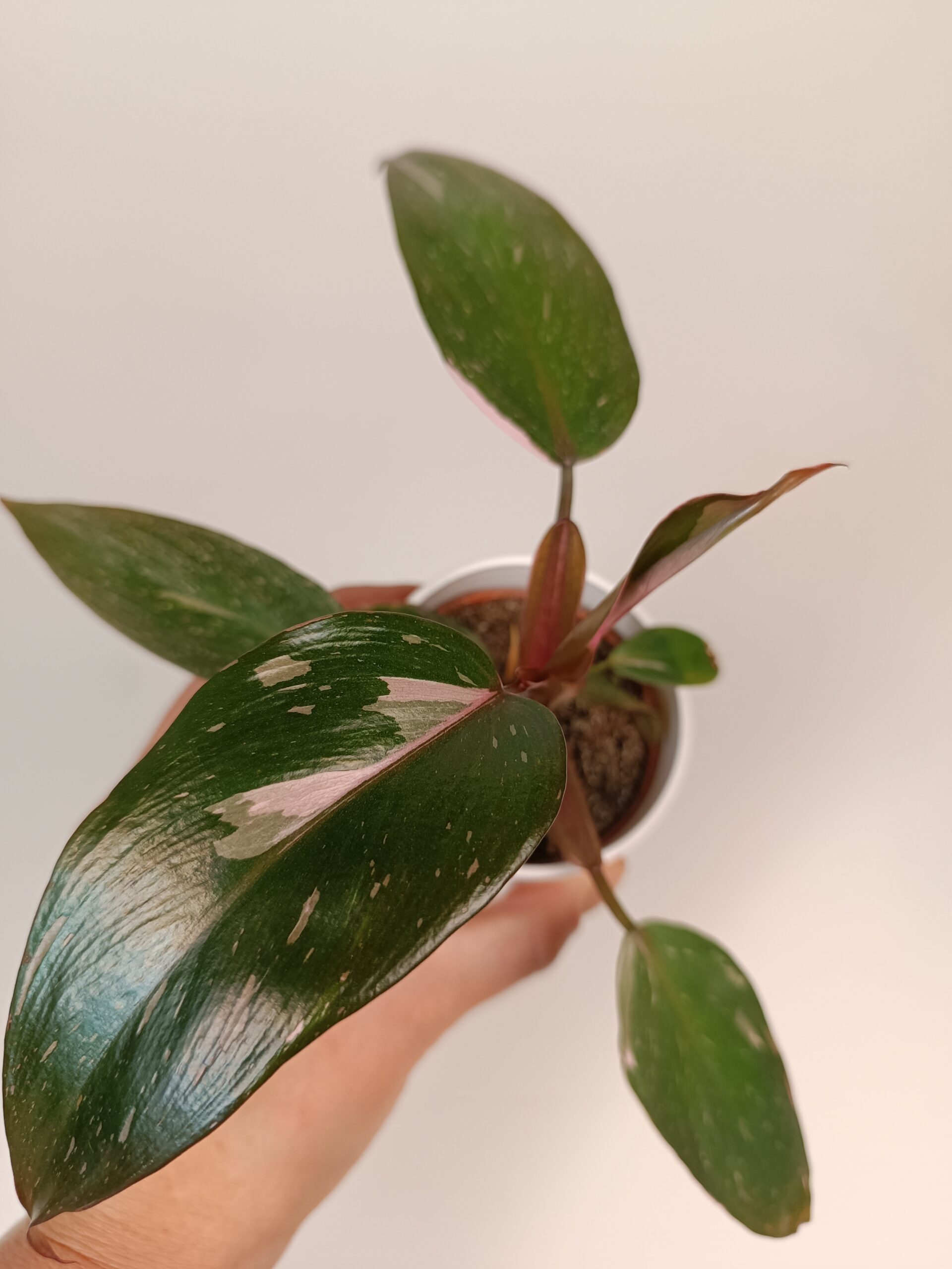 Filodendron 'Pink Princess' - Pilt 2