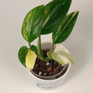 Monstera Standleyana Aurea