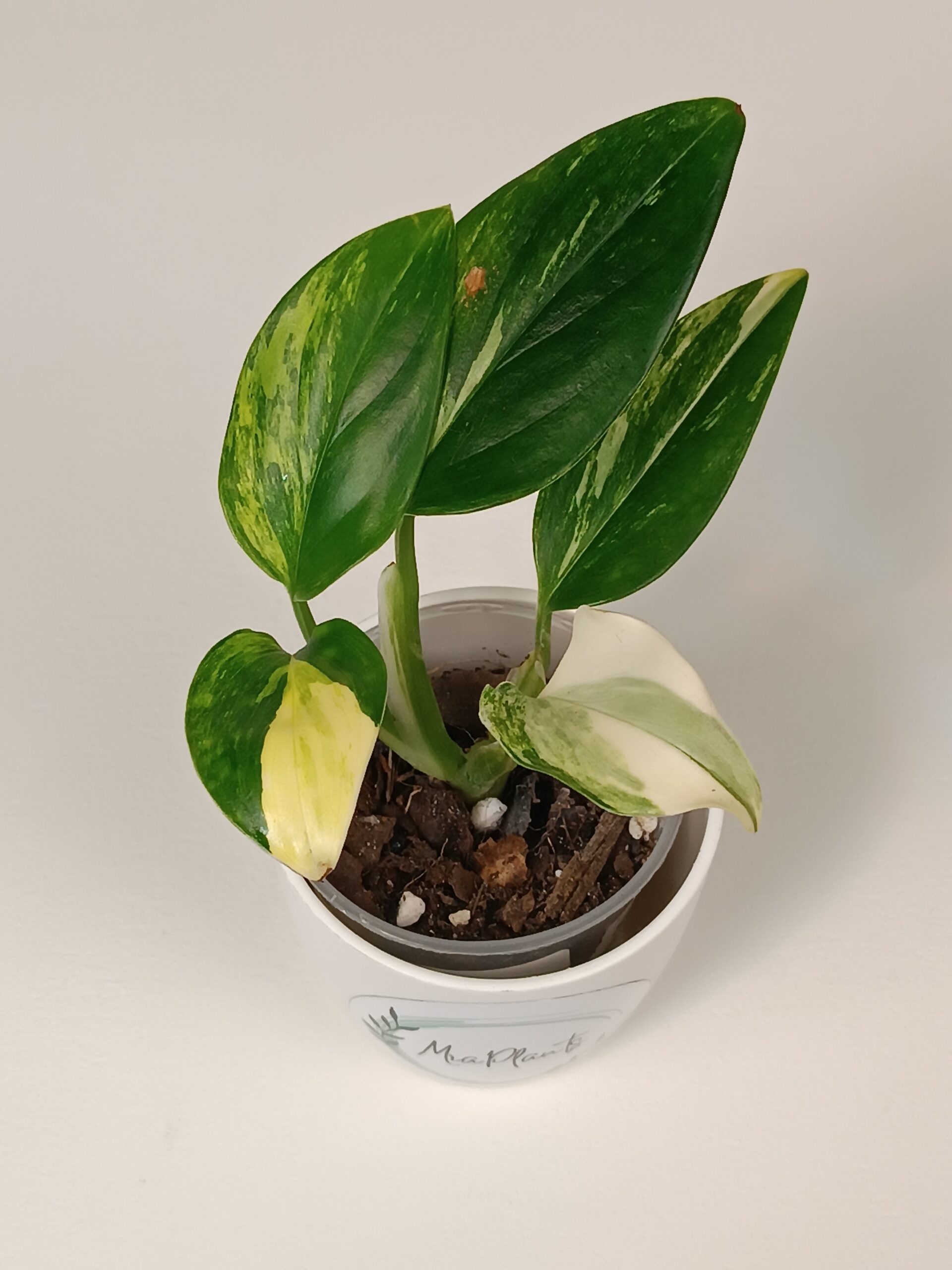 Monstera Standleyana Aurea