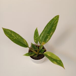 Filodendron 'Ring of Fire'