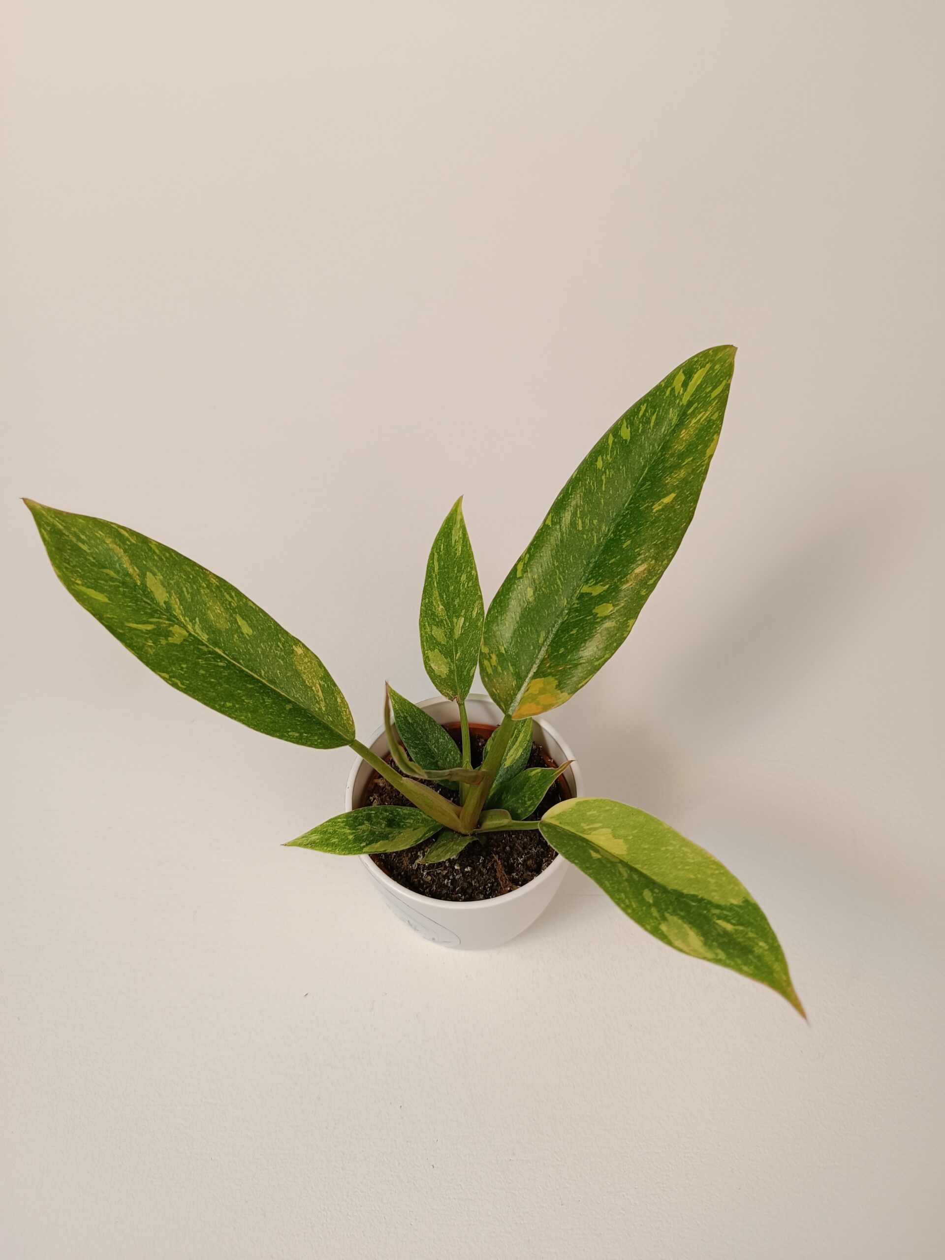 Filodendron 'Ring of Fire'