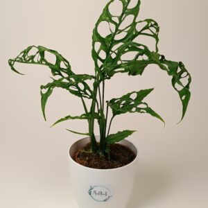 Monstera obliqua 'Peru'