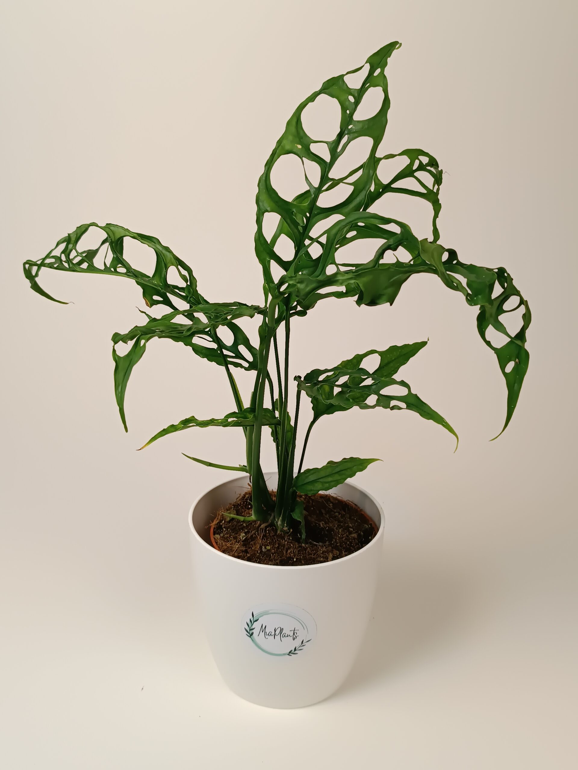 Monstera obliqua 'Peru'