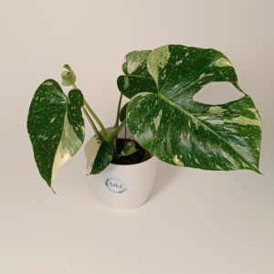 Monstera 'Thai Constellation'