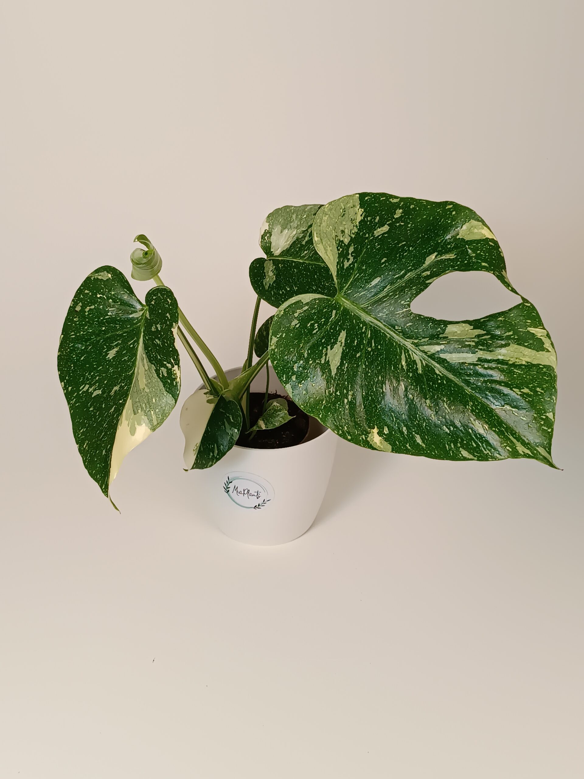 Monstera 'Thai Constellation'