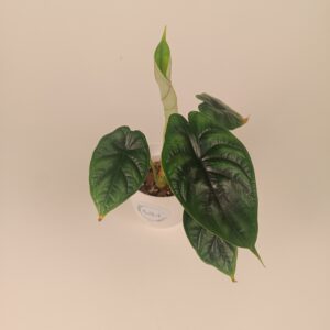 Alokaasia 'Dragon Scale'