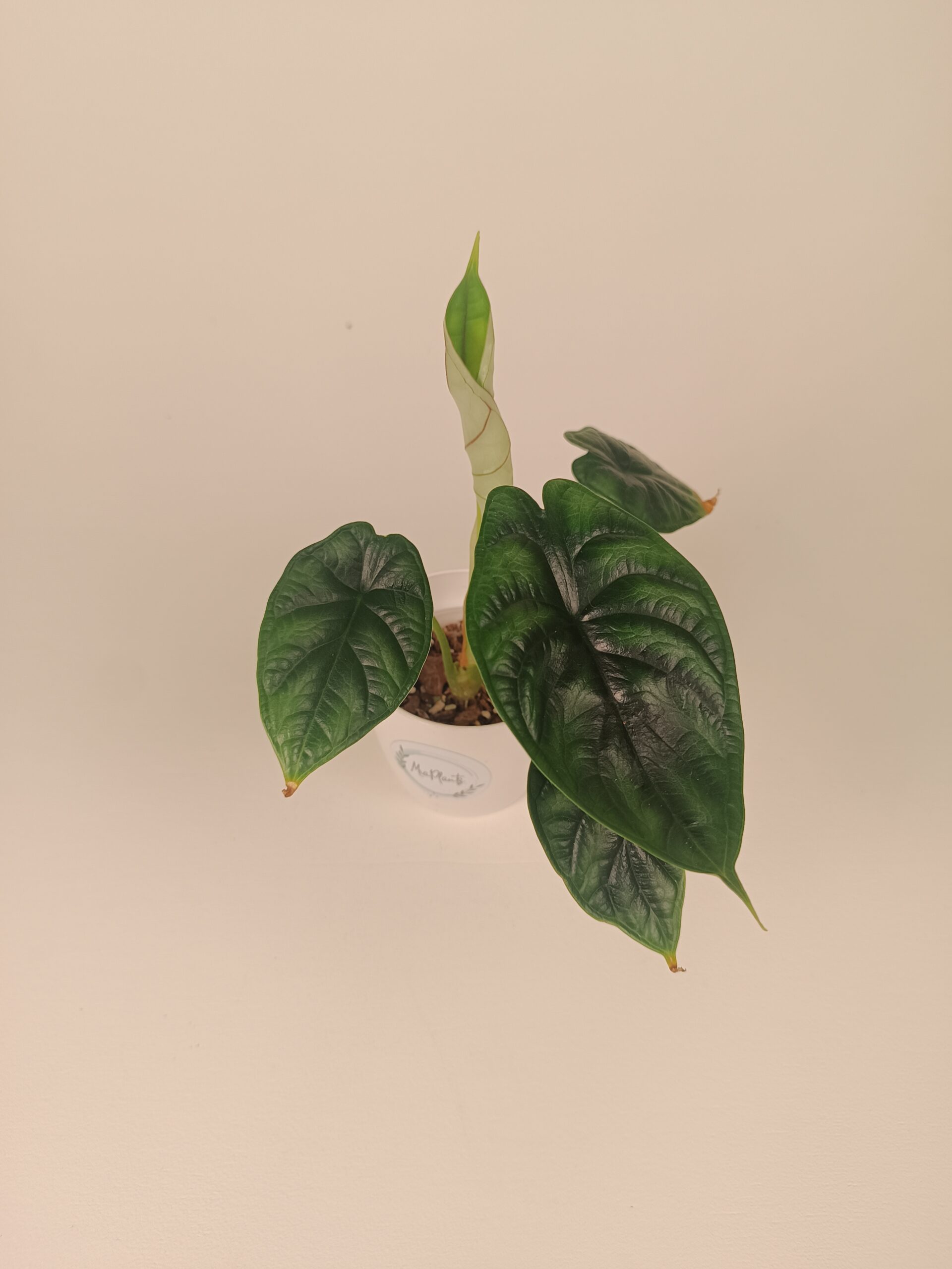 Alokaasia 'Dragon Scale'