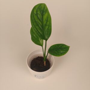 Monstera Peru
