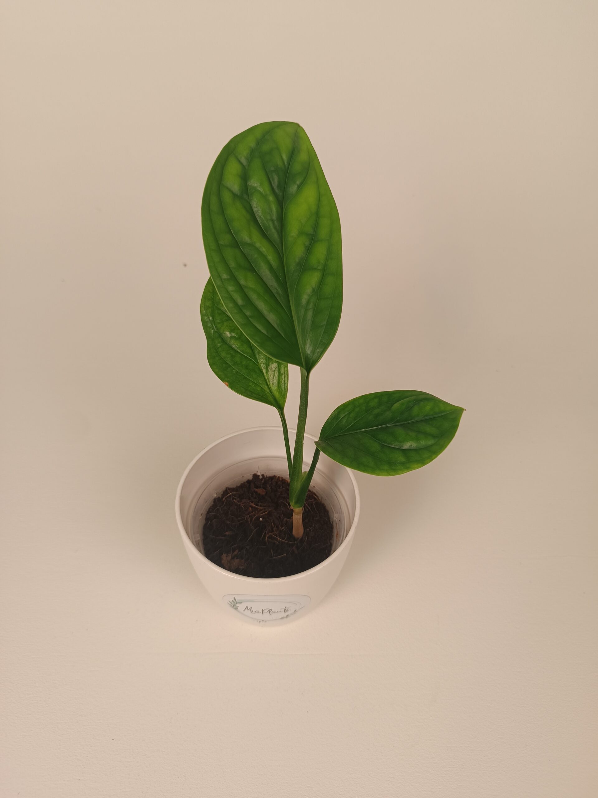 Monstera Peru