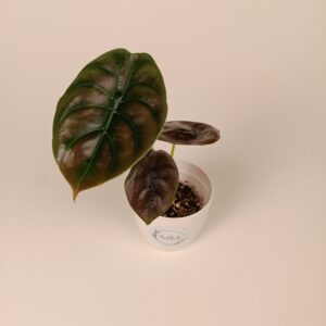 Alokaasia cuprea 'Red Secret'
