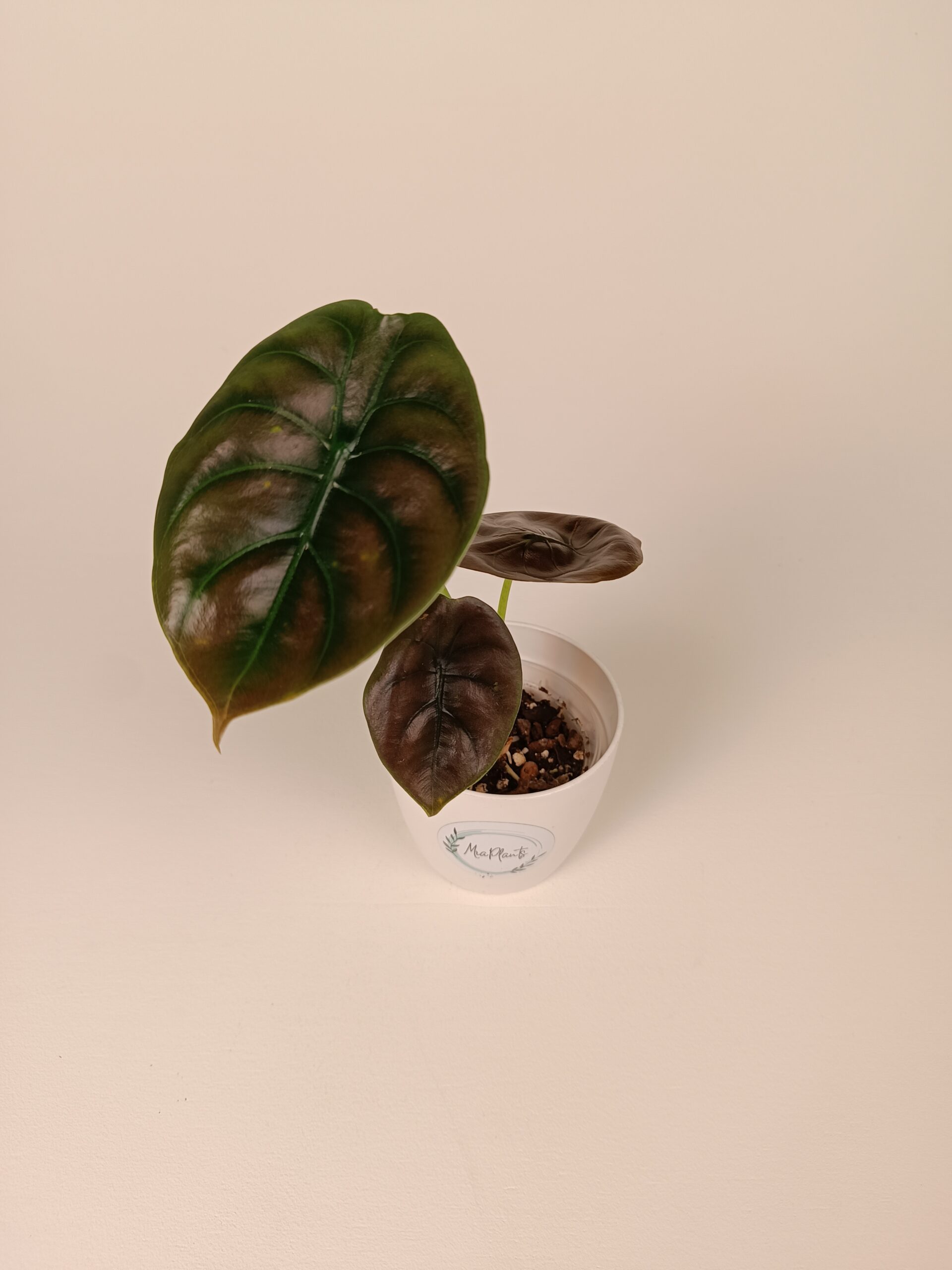 Alokaasia cuprea 'Red Secret'