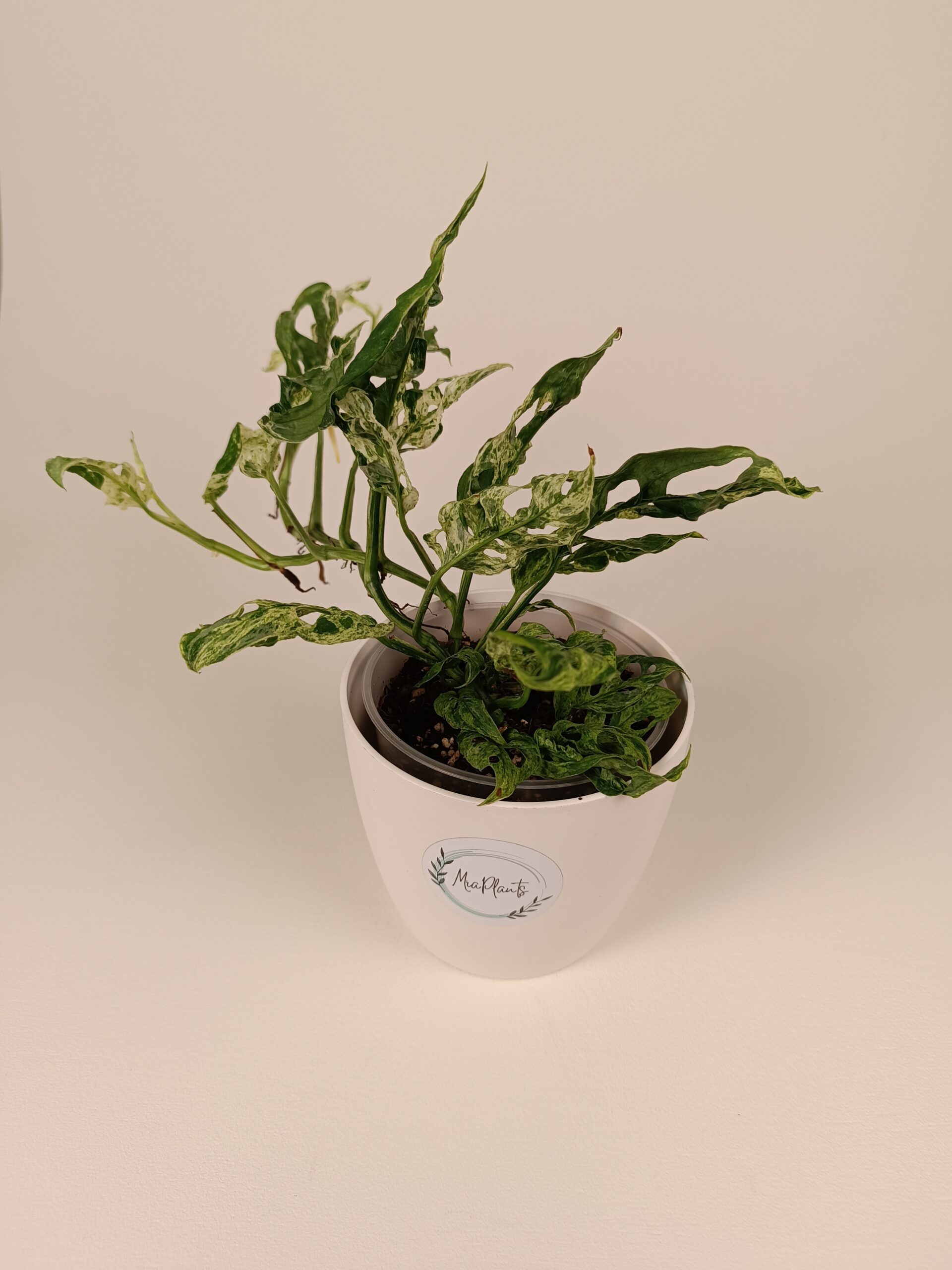 Monstera 'Frozen Freckles' - Pilt 2