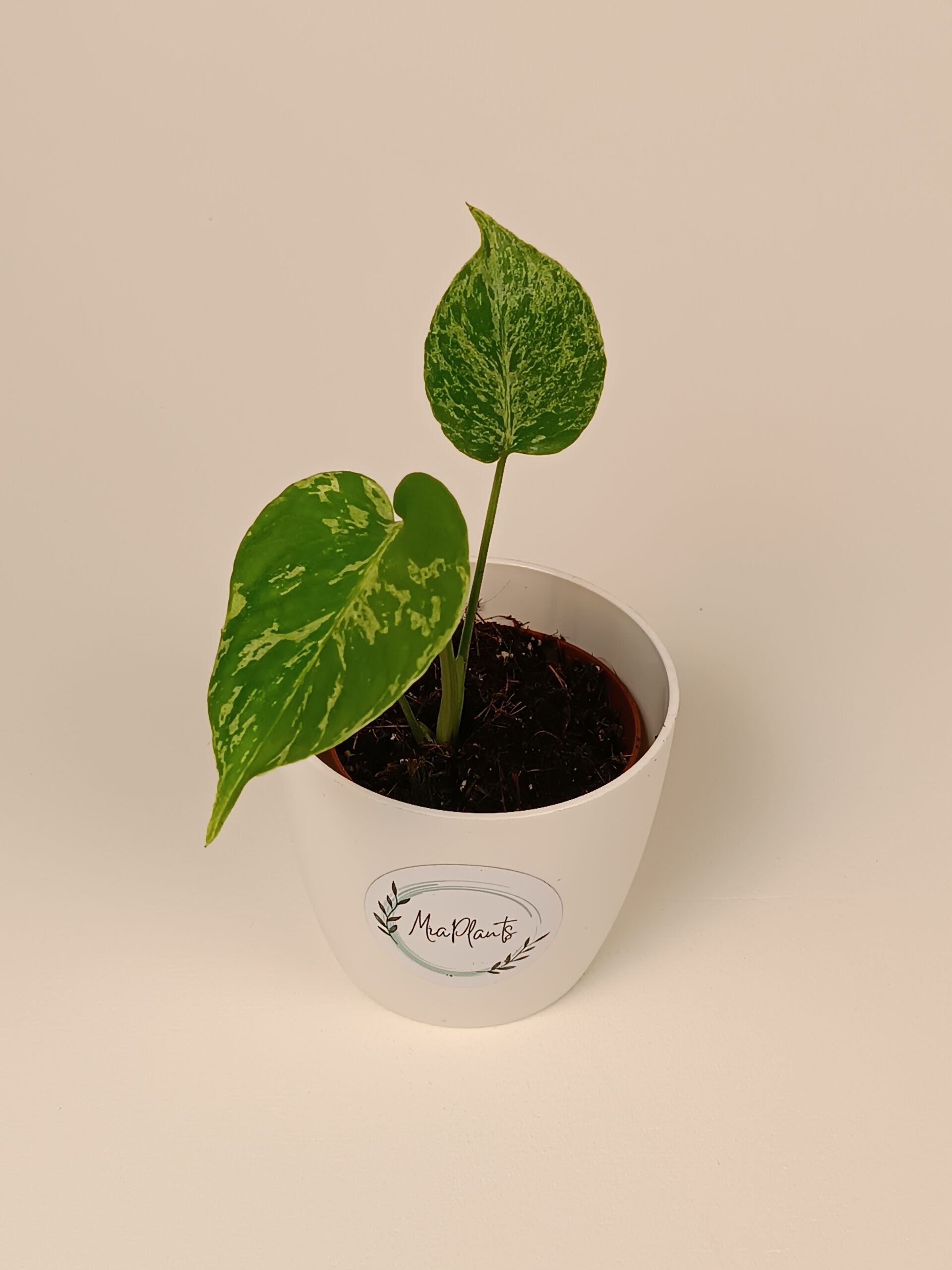 Monstera deliciosa 'Bulbasaur'