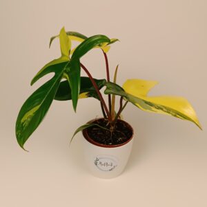 Filodendron 'Florida Beauty'