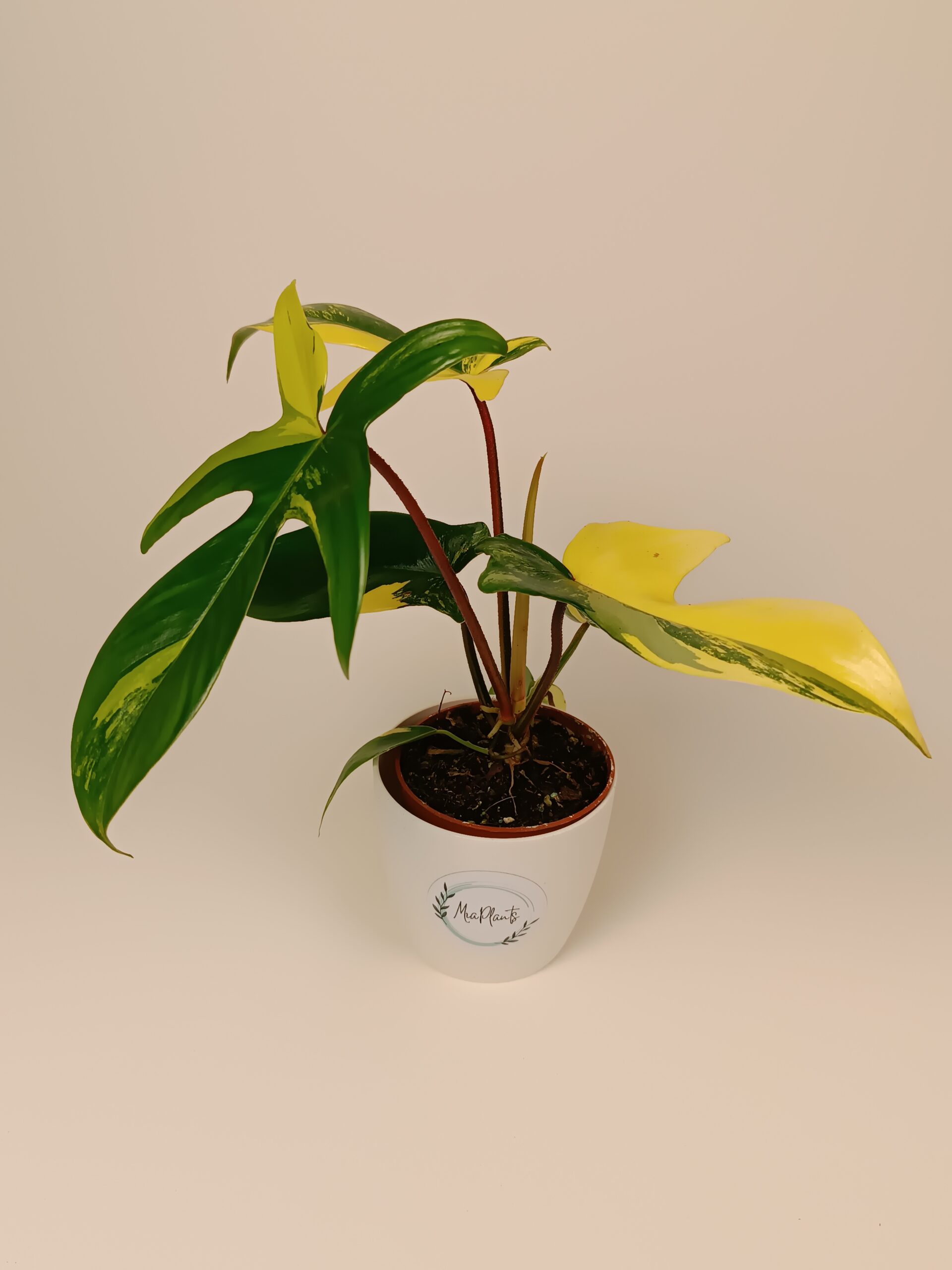 Filodendron 'Florida Beauty'