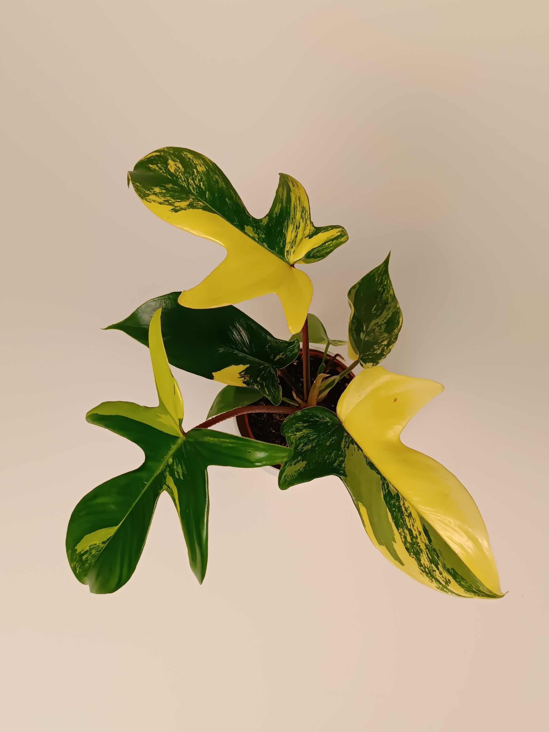 Filodendron 'Florida Beauty' - Pilt 2