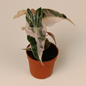 Alokaasia 'Polly' variegata