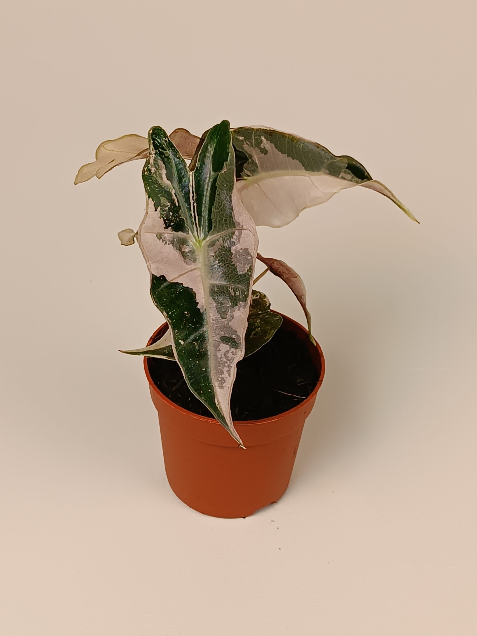 Alokaasia 'Polly' variegata