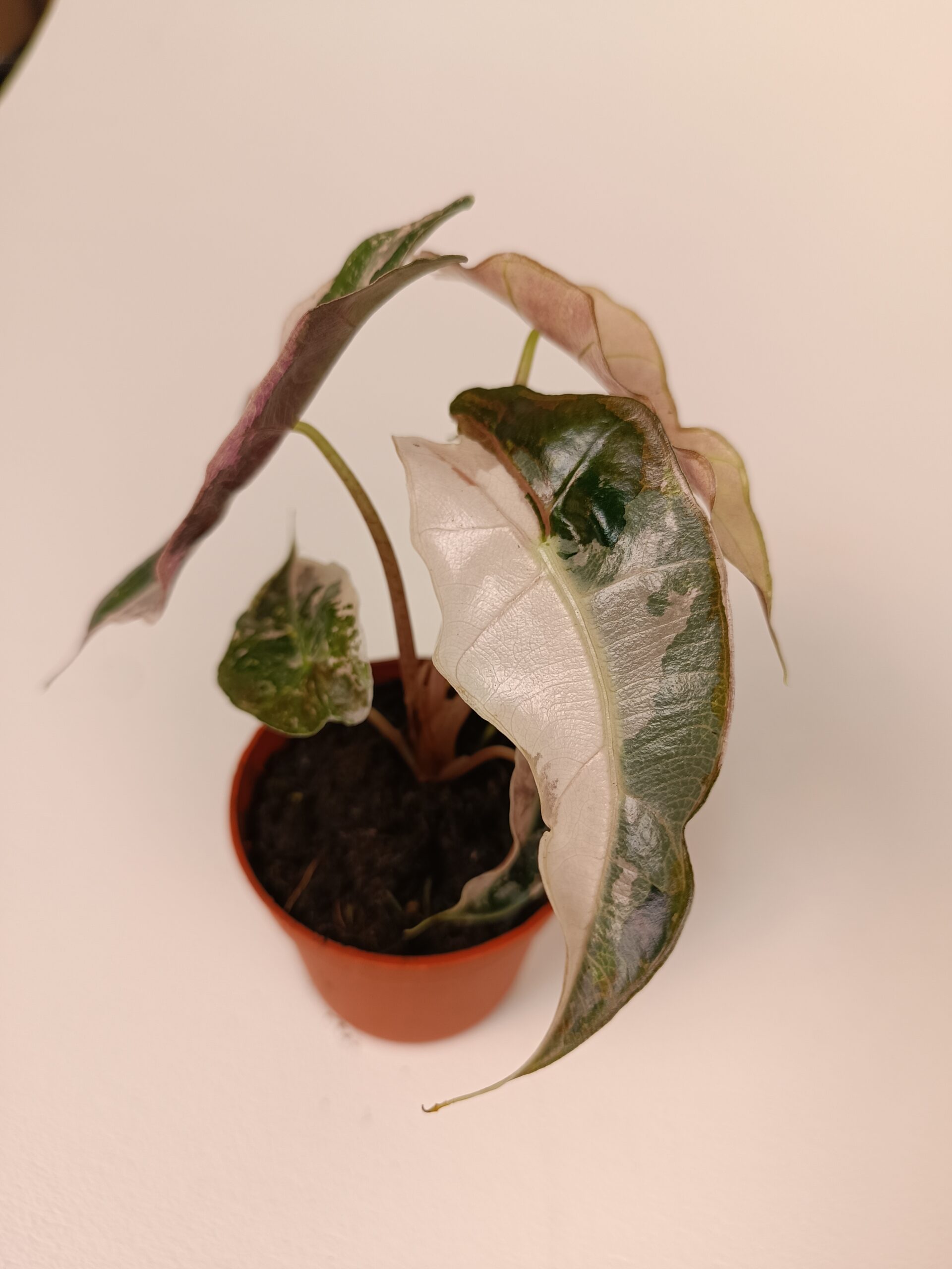 Alokaasia 'Polly' variegata - Pilt 2