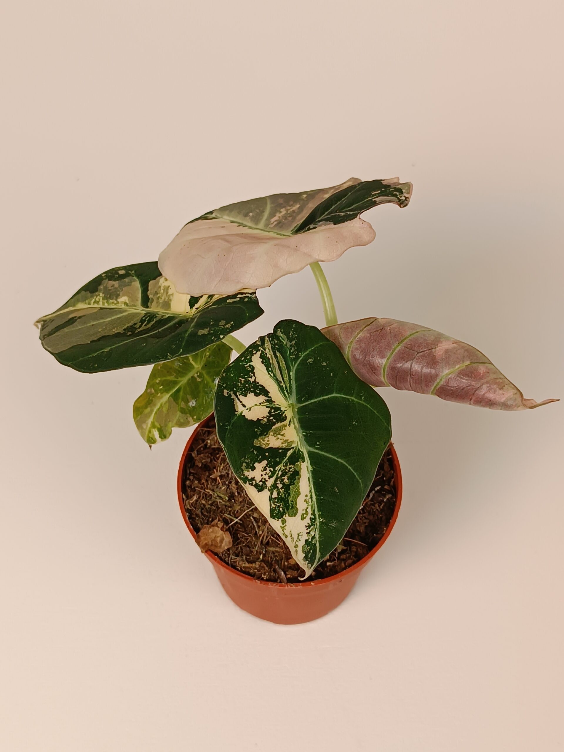 Alokaasia 'Black Velvet' variegata - Pilt 2