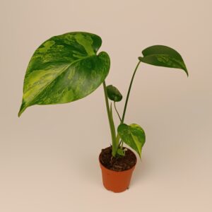 Monstera deliciosa Aurea