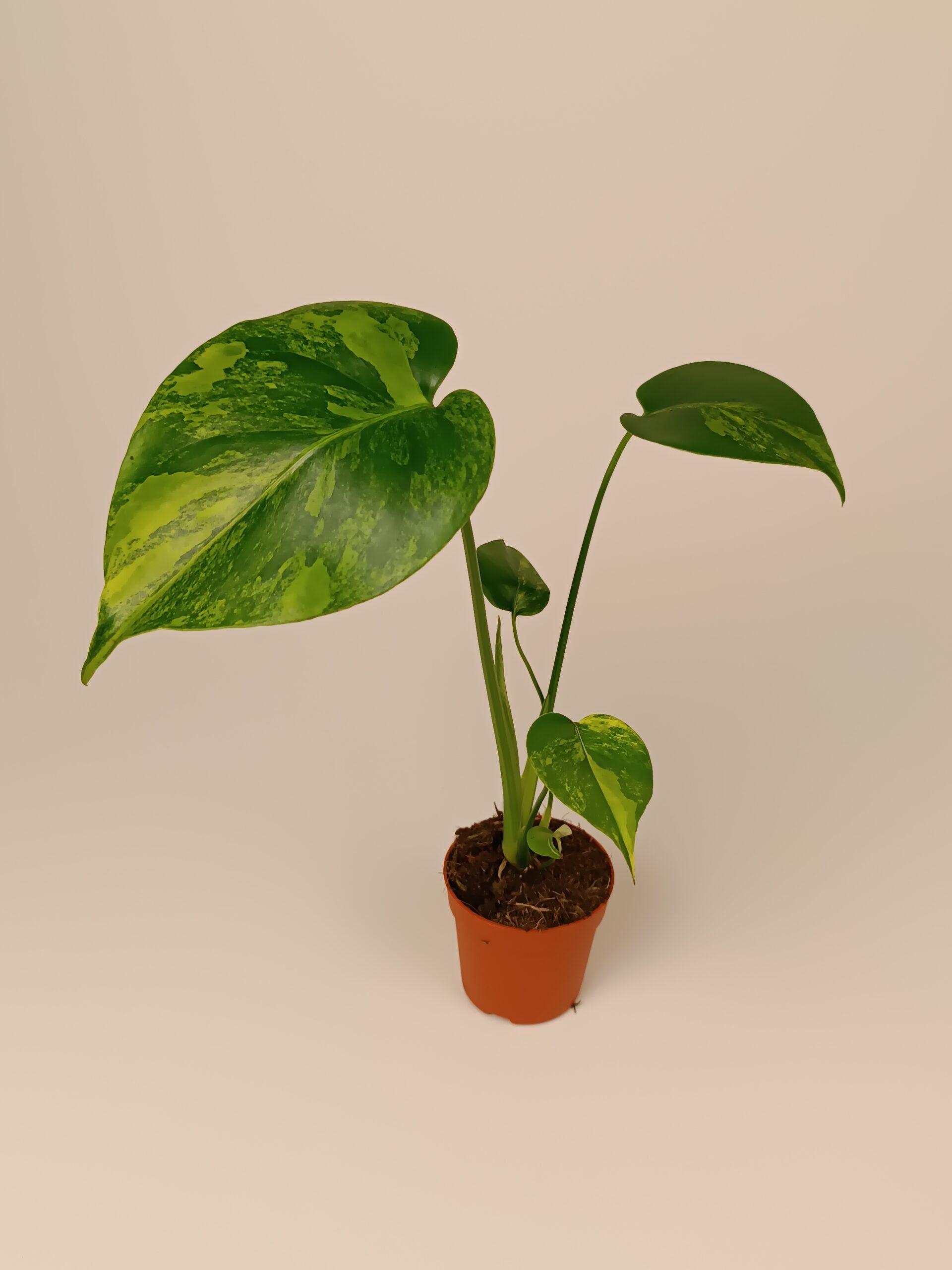 Monstera deliciosa Aurea