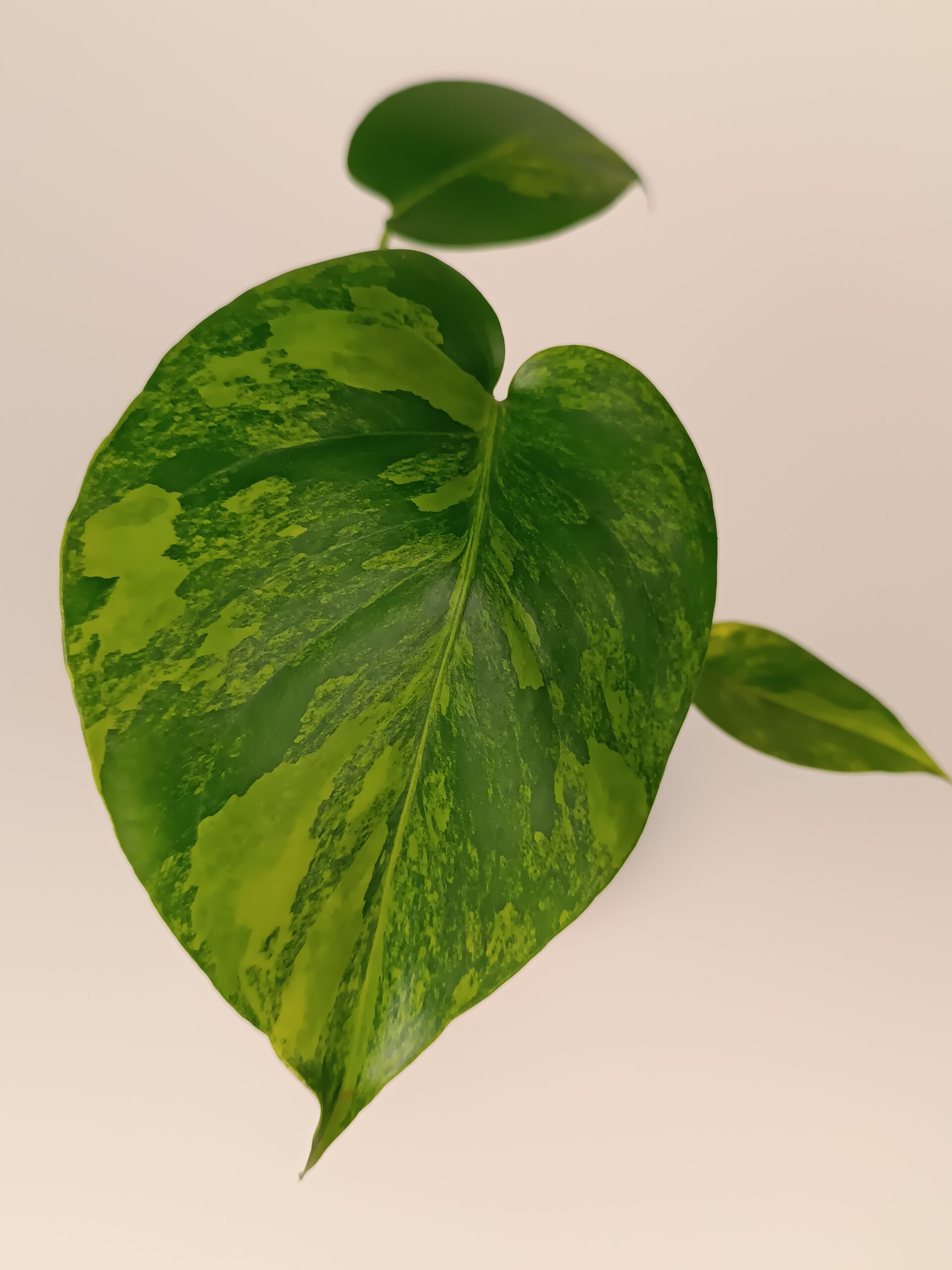 Monstera deliciosa Aurea - Pilt 2