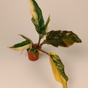 Filodendron 'Caramel Marble'