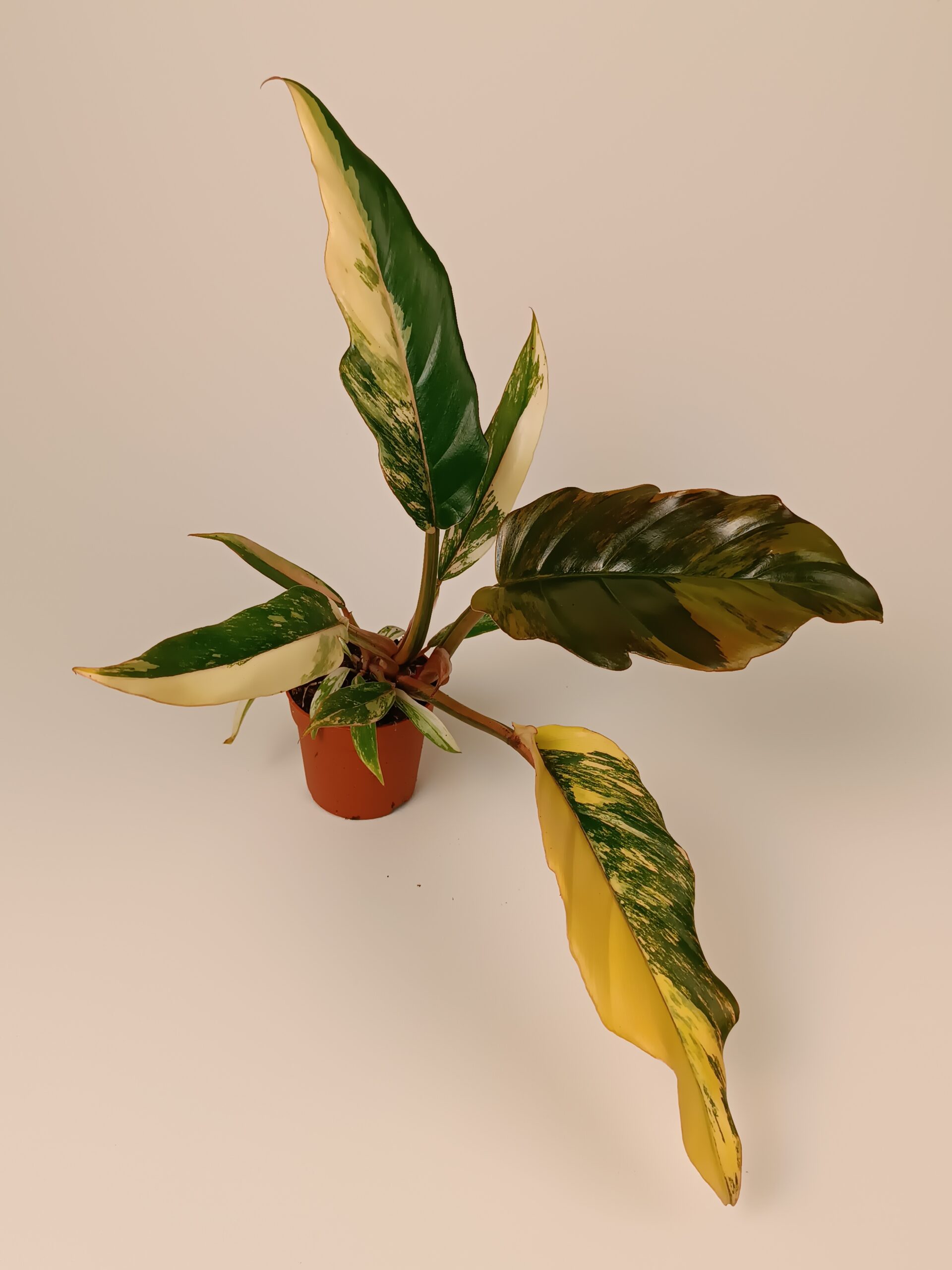 Filodendron 'Caramel Marble'