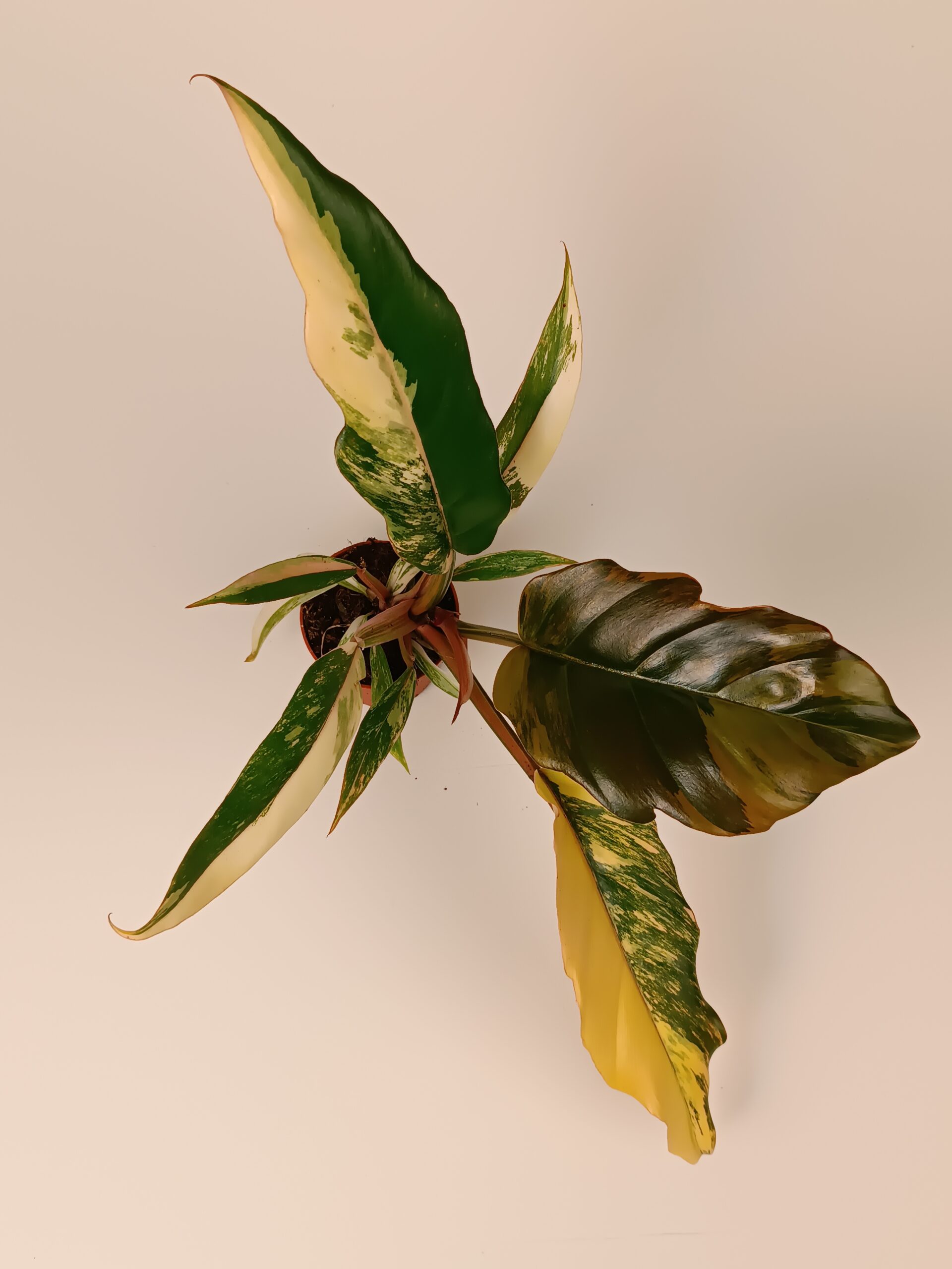Filodendron 'Caramel Marble' - Pilt 2