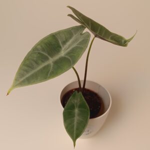 Alokaasia longiloba Silver