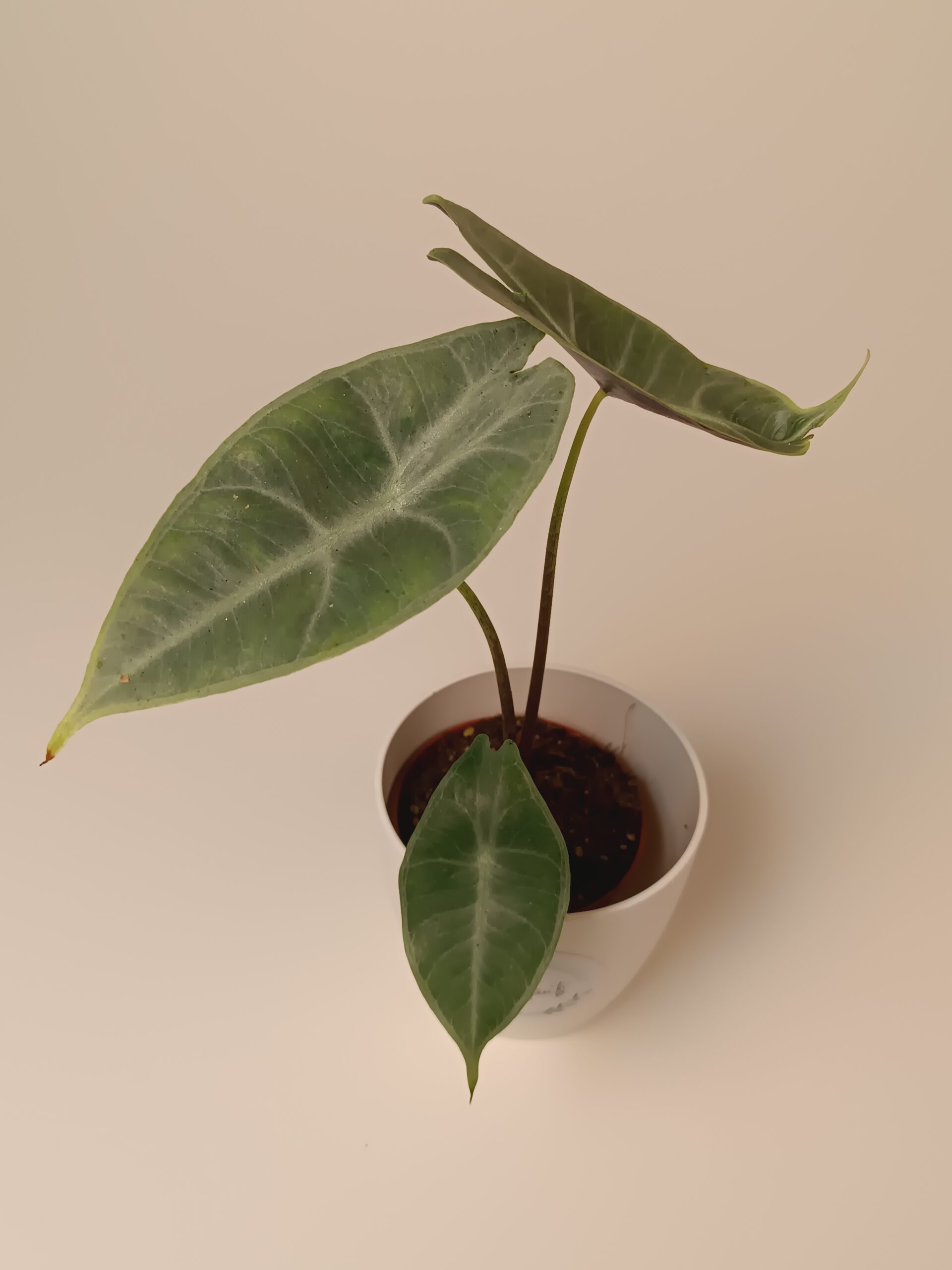 Alokaasia longiloba Silver