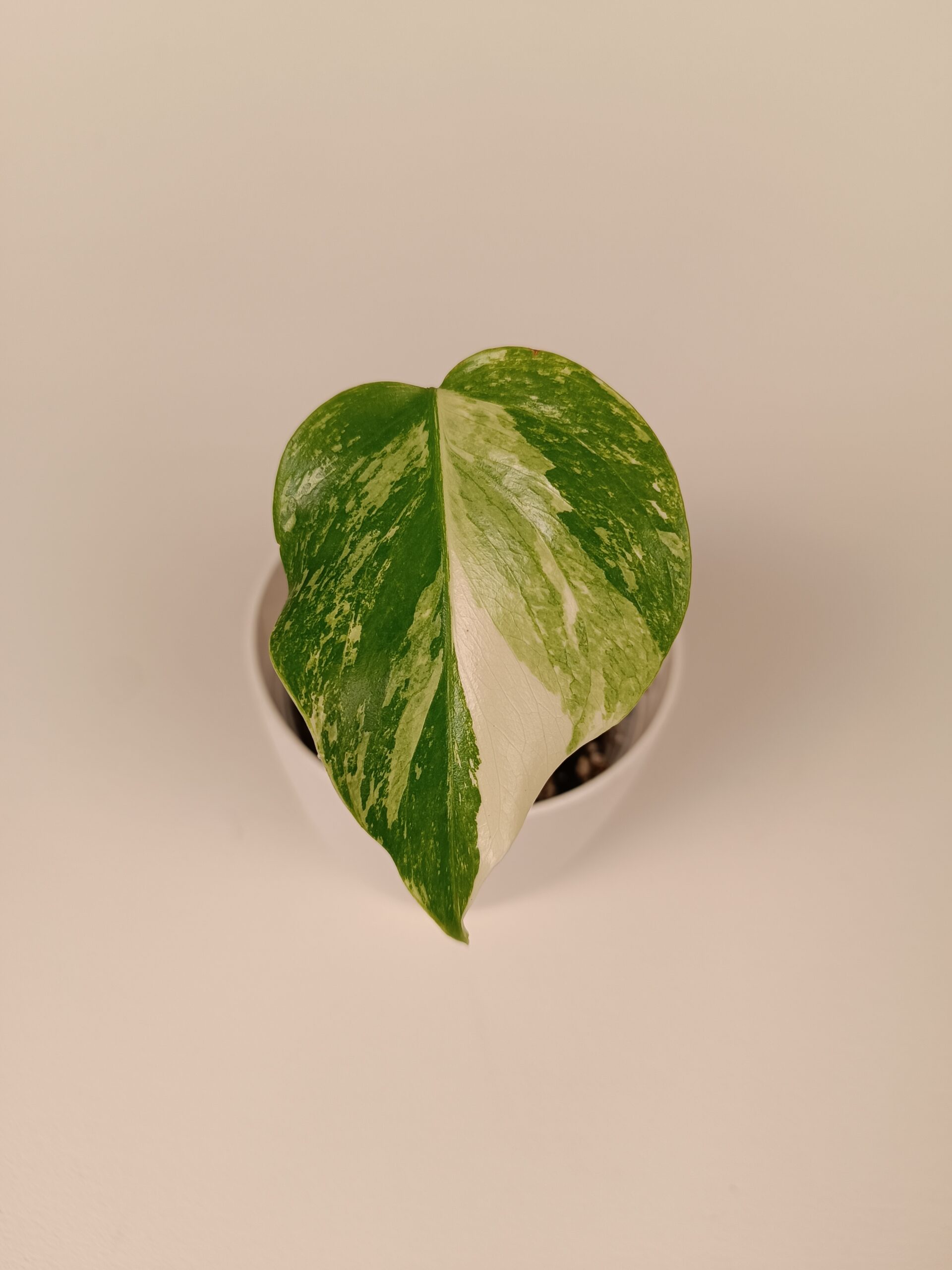Monstera deliciosa ‘Albo Variegata’ - Pilt 2