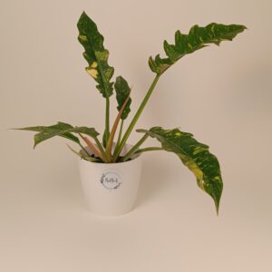 Filodendron 'Ring of Fire'