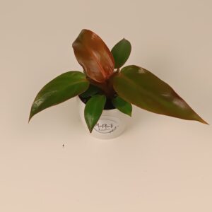Filodendron 'Prince of Orange'