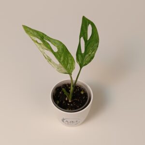 Monstera adansonii 'Indonesian Marble'