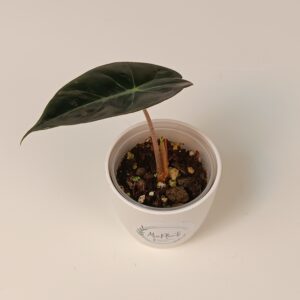 Alokaasia 'Pink Dragon' beebitaim