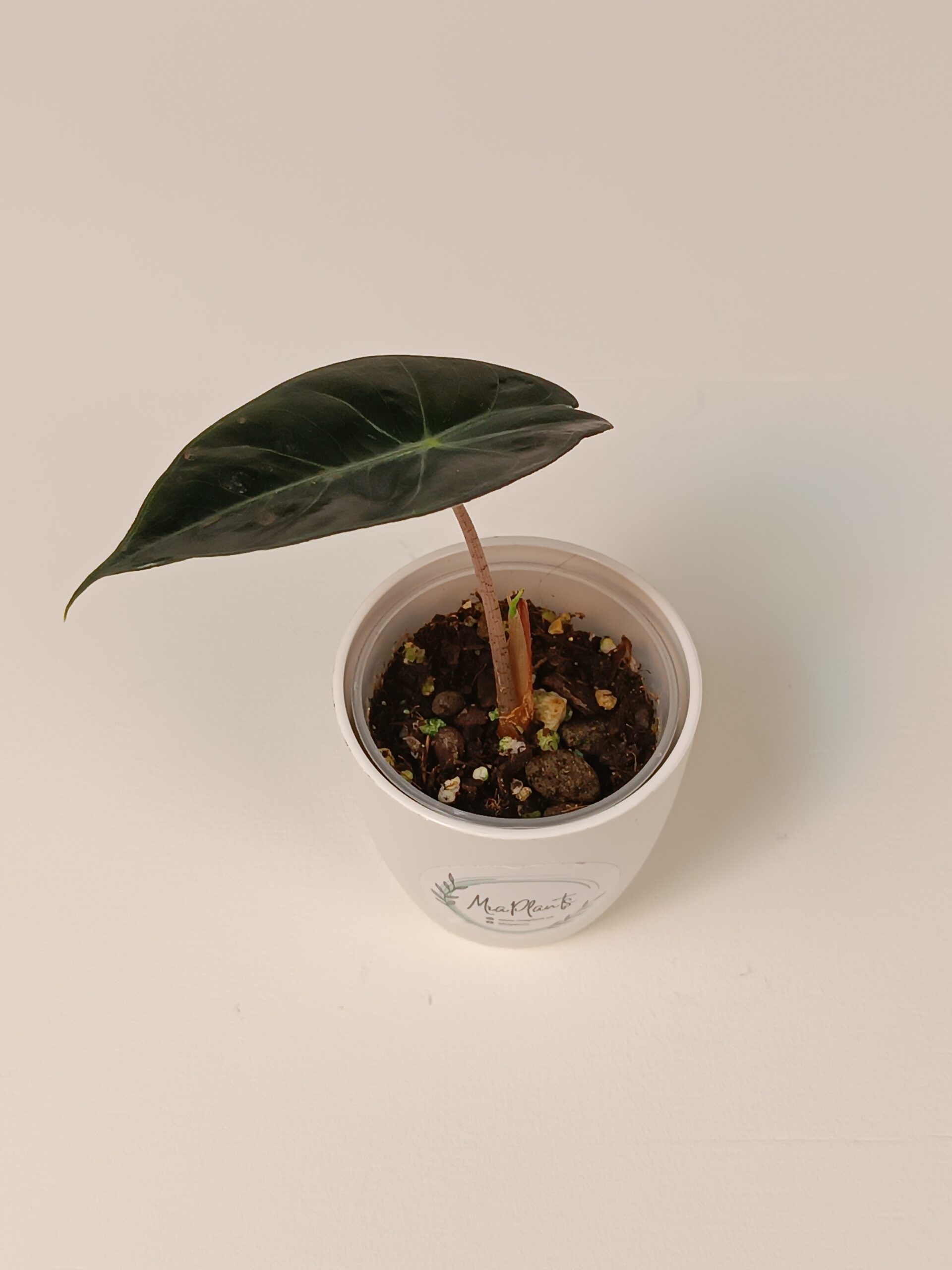 Alokaasia 'Pink Dragon' beebitaim