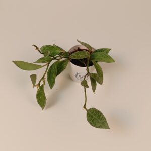 Hoya lacunosa 'Snow Leopard'