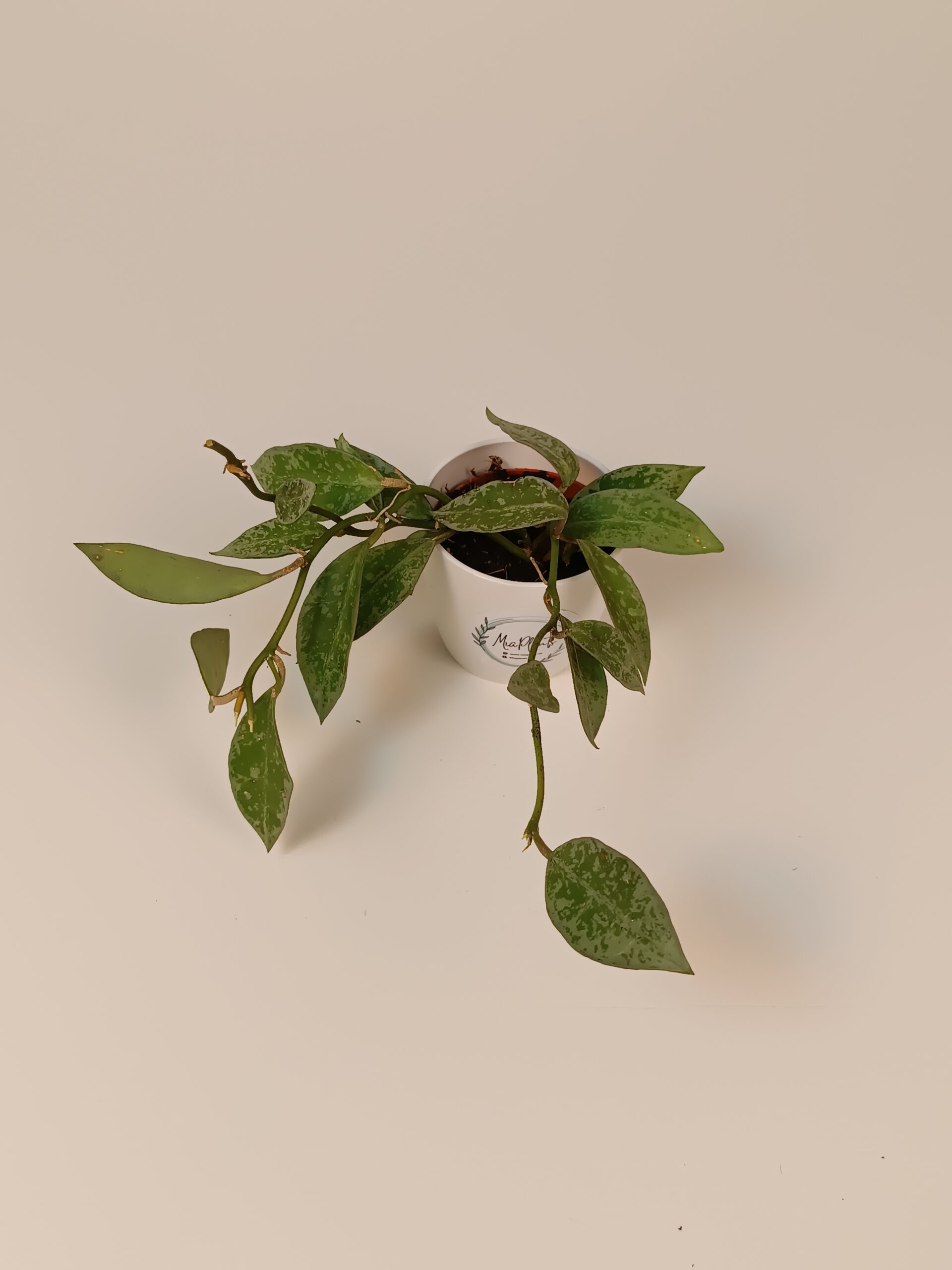 Hoya lacunosa 'Snow Leopard'