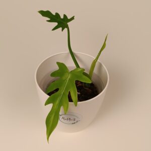 Filodendron radiatum